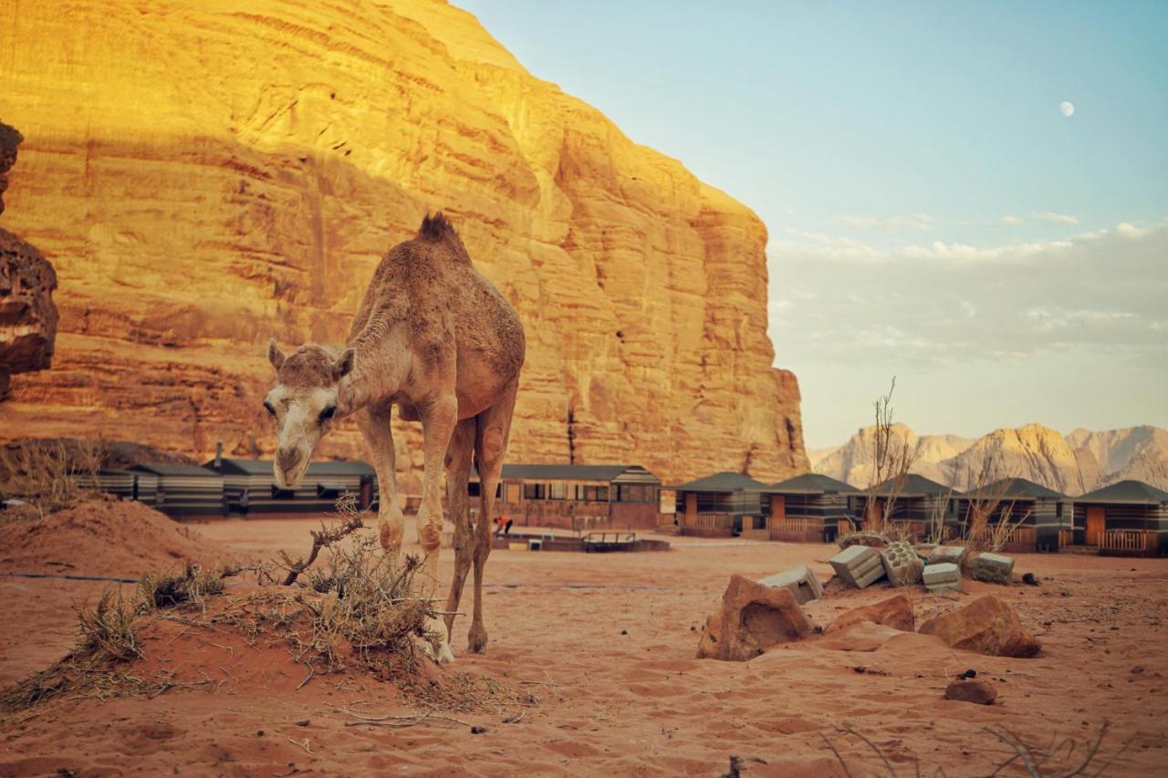 Salman Zwaidh Camp Hotel Wadi Rum Exterior foto